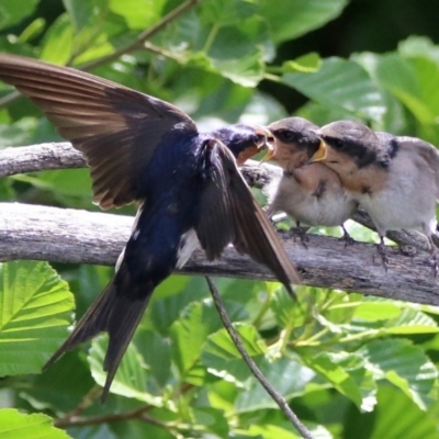 Hirundo neoxena (Welcome Swallow) at Fyshwick, ACT - 4 Nov 2019 by RodDeb