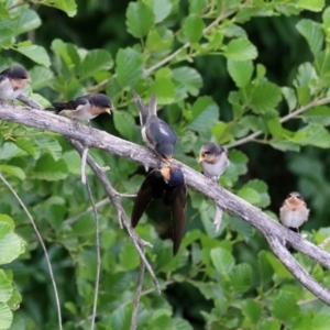 Hirundo neoxena at Fyshwick, ACT - 4 Nov 2019