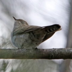 Chrysococcyx basalis (Horsfield's Bronze-Cuckoo) at Fyshwick, ACT - 4 Nov 2019 by RodDeb