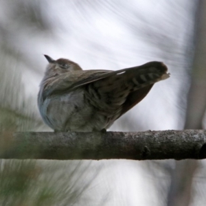 Chrysococcyx basalis at Fyshwick, ACT - 4 Nov 2019