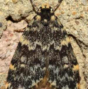 Halone coryphoea at Kambah, ACT - 9 Nov 2019 05:48 PM