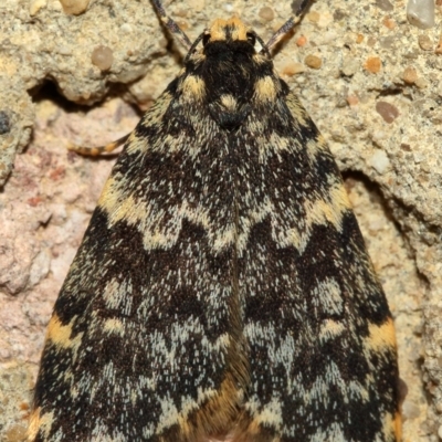 Halone coryphoea (Eastern Halone moth) at Kambah, ACT - 9 Nov 2019 by Marthijn
