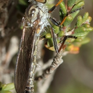 Cerdistus sp. (genus) at Kambah, ACT - 5 Nov 2019 10:42 AM