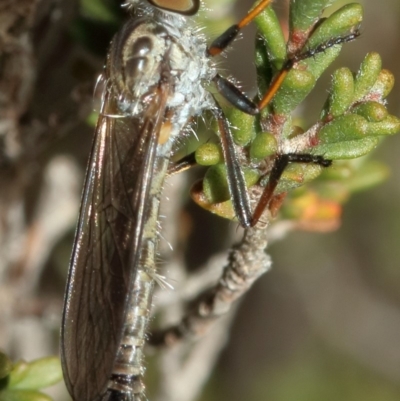 Cerdistus sp. (genus) (Slender Robber Fly) at Kambah, ACT - 5 Nov 2019 by Marthijn