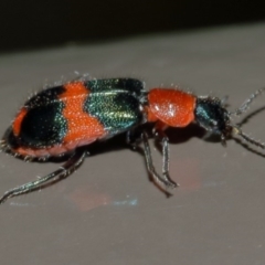 Dicranolaius bellulus (Red and Blue Pollen Beetle) at Acton, ACT - 4 Nov 2019 by Marthijn