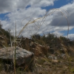 Austrostipa scabra (Corkscrew Grass, Slender Speargrass) at Theodore, ACT - 5 Nov 2019 by owenh