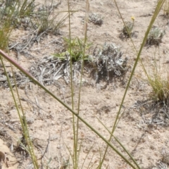 Austrostipa scabra at Theodore, ACT - 5 Nov 2019 02:24 PM