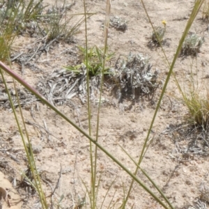 Austrostipa scabra at Theodore, ACT - 5 Nov 2019 02:24 PM