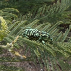 Chrysolopus spectabilis (Botany Bay Weevil) at Theodore, ACT - 5 Nov 2019 by owenh