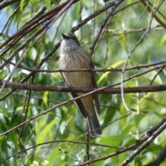 Pachycephala rufiventris (Rufous Whistler) at Bega, NSW - 4 Nov 2019 by MatthewHiggins