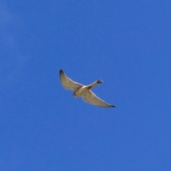 Falco cenchroides (Nankeen Kestrel) at Tarraganda, NSW - 5 Nov 2019 by MatthewHiggins