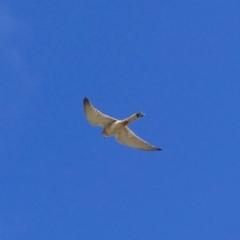 Falco cenchroides (Nankeen Kestrel) at Tarraganda, NSW - 4 Nov 2019 by MatthewHiggins