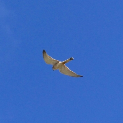 Falco cenchroides (Nankeen Kestrel) at Tarraganda, NSW - 4 Nov 2019 by MatthewHiggins