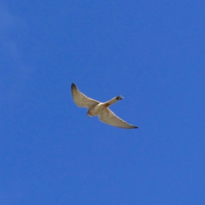 Falco cenchroides (Nankeen Kestrel) at Tarraganda, NSW - 5 Nov 2019 by MatthewHiggins