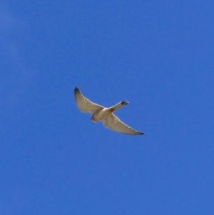 Falco cenchroides at Tarraganda, NSW - 5 Nov 2019
