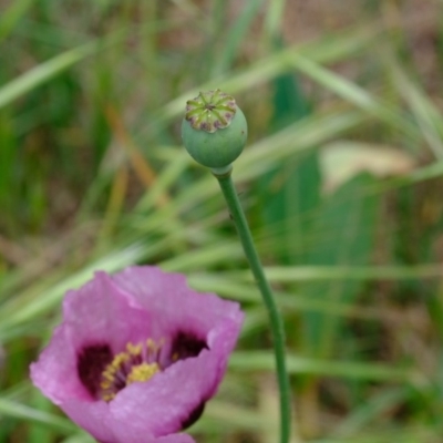 Papaver somniferum (Opium Poppy) at Uriarra Recreation Reserve - 5 Nov 2019 by Kurt