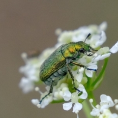 Diphucephala sp. (genus) (Green Scarab Beetle) at Coree, ACT - 5 Nov 2019 by Kurt
