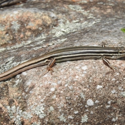 Ctenotus taeniolatus (Copper-tailed Skink) at Tuggeranong DC, ACT - 5 Nov 2019 by JohnBundock