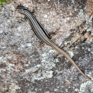 Ctenotus taeniolatus at Tuggeranong DC, ACT - 5 Nov 2019