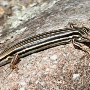 Ctenotus taeniolatus at Tuggeranong DC, ACT - 5 Nov 2019