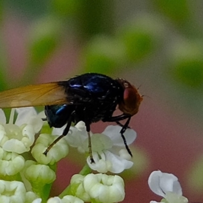 Chrysomya sp. (genus) at Coree, ACT - 5 Nov 2019 by Kurt