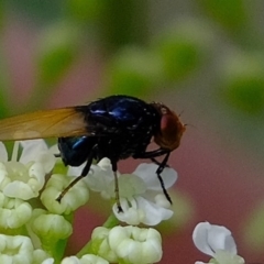 Unidentified Blow fly (Calliphoridae) (TBC) at Coree, ACT - 5 Nov 2019 by Kurt