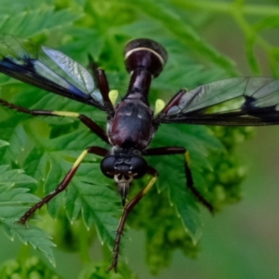 Daptolestes limbipennis (Robber fly) at Uriarra Recreation Reserve - 5 Nov 2019 by Kurt