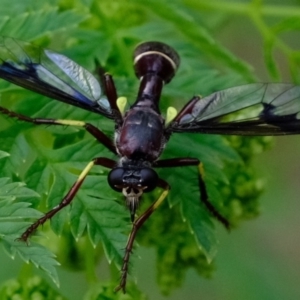 Daptolestes limbipennis at Stromlo, ACT - 5 Nov 2019