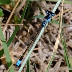 Ischnura heterosticta at Stromlo, ACT - 5 Nov 2019