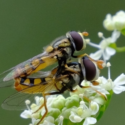 Simosyrphus grandicornis (Common hover fly) at Uriarra Recreation Reserve - 5 Nov 2019 by Kurt