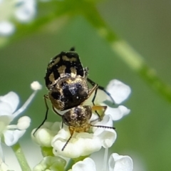 Mordellidae (family) (Unidentified pintail or tumbling flower beetle) at Uriarra Recreation Reserve - 5 Nov 2019 by Kurt