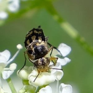 Mordellidae (family) at Coree, ACT - 5 Nov 2019