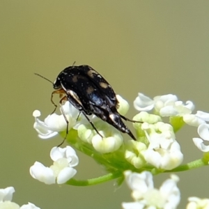 Mordellidae (family) at Coree, ACT - 5 Nov 2019