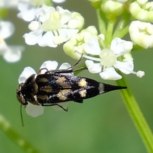 Mordellidae (family) at Coree, ACT - 5 Nov 2019