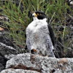 Falco peregrinus (Peregrine Falcon) at Bullen Range - 5 Nov 2019 by JohnBundock