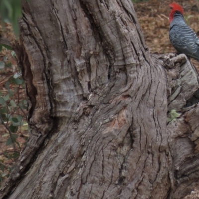 Callocephalon fimbriatum (Gang-gang Cockatoo) at Garran, ACT - 3 Nov 2019 by AndyRoo