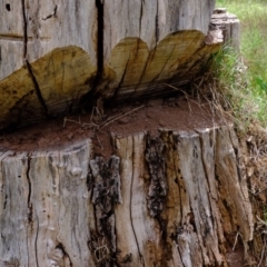 Papyrius nitidus (Shining Coconut Ant) at Uriarra Recreation Reserve - 5 Nov 2019 by Kurt
