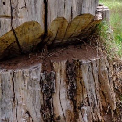 Papyrius nitidus (Shining Coconut Ant) at Uriarra Recreation Reserve - 5 Nov 2019 by Kurt