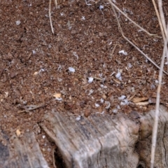 Papyrius nitidus at Strathnairn, ACT - 5 Nov 2019