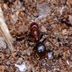 Papyrius nitidus at Strathnairn, ACT - suppressed