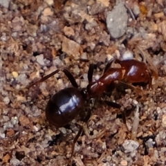 Papyrius nitidus at Strathnairn, ACT - suppressed