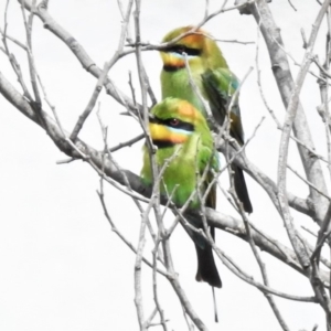 Merops ornatus at Greenway, ACT - 5 Nov 2019