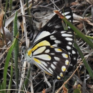 Belenois java at Tuggeranong DC, ACT - 5 Nov 2019 01:49 PM