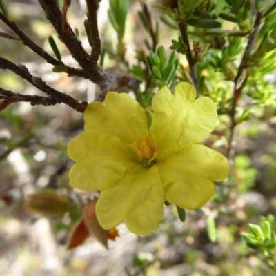 Hibbertia calycina (Lesser Guinea-flower) at Yass River, NSW - 5 Nov 2019 by SenexRugosus