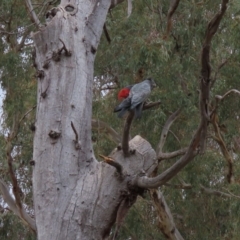 Callocephalon fimbriatum (Gang-gang Cockatoo) at Garran, ACT - 3 Nov 2019 by AndyRoo