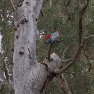 Callocephalon fimbriatum at Garran, ACT - suppressed