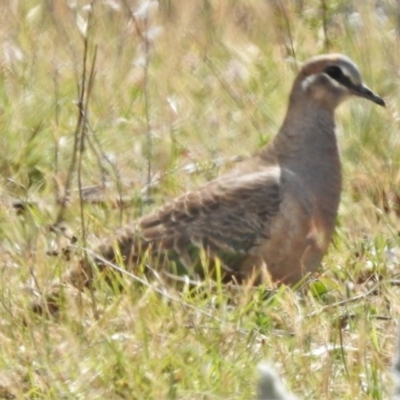 Phaps chalcoptera (Common Bronzewing) at Tuggeranong DC, ACT - 4 Nov 2019 by JohnBundock