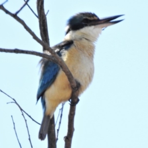 Todiramphus sanctus at Tuggeranong DC, ACT - 5 Nov 2019