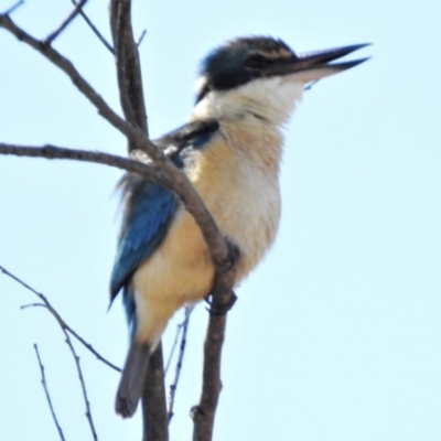 Todiramphus sanctus (Sacred Kingfisher) at Tuggeranong DC, ACT - 5 Nov 2019 by JohnBundock