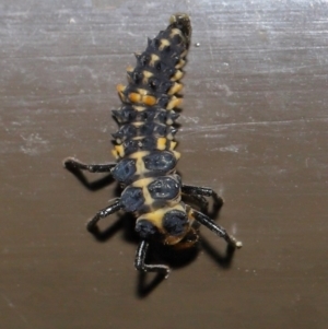 Harmonia conformis at Acton, ACT - 30 Oct 2019 01:42 PM